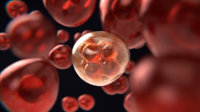 Cáncer es el conjunto de enfermedades relacionadas, en donde las células empiezan a dividirse y a diseminarse por los tejidos del cuerpo.