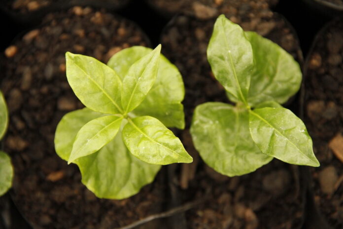 El glifosato es un herbicida de amplio espectro, utilizado especialmente para la eliminación de hierbas y arbustos que son duraderos y viven más de dos años, conocidos como perennes.